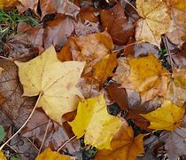 Image result for New Hampshire Fall Leaves