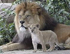 Image result for Baby Lion Cubs with Dad