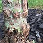 Image result for Silver Maple Tree Diseases Pictures