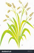 Image result for Rice Plant Clip Art