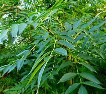 Image result for Ash Tree Twig