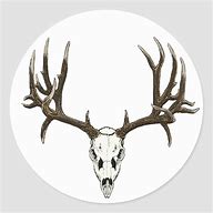 Image result for Mule Deer Skull Clip Art