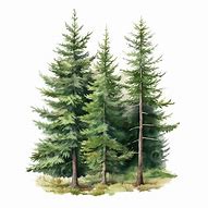 Image result for Pine Tree Silhouyette