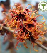 Image result for Hamamelis Intermedia