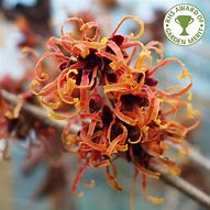 Image result for Hamamelis Intermedia