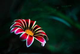 Image result for Bright Colored Flowers