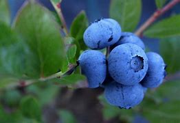 Image result for Blueberry Bush Fall