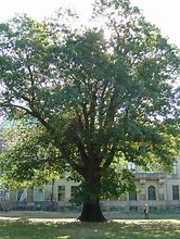 Image result for Quercus Borealis