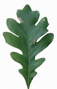 Image result for White Oak Leaf