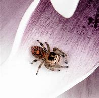 Image result for Funny Jumping Spider