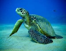 Image result for Sea Turtle Pics