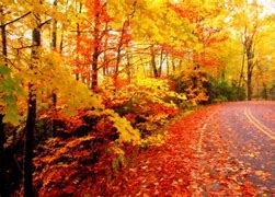 Image result for Fall Leaves Desktop