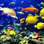 Image result for Tropical Fish Desktop