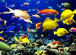 Image result for Tropical Fish Desktop