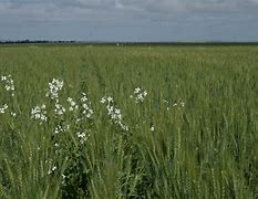 Image result for Invasive Wild Radish