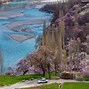 Image result for Blossom Tree