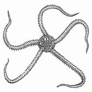 Image result for Shape of Life Echinoderms