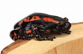 Image result for Red Black Frog