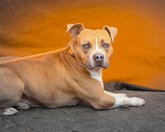 Image result for Australian Cattle Dog Pit Bull Terrier Mix