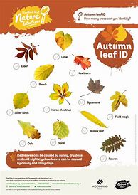 Image result for Leaf Identification Sheet