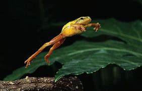 Image result for Hopping On to the Next Adventure Frog