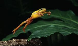 Image result for Frog Jumping Girl