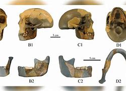 Image result for Oldest Skull of Early Man