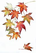 Image result for Japanese Maple Leaf Stencil