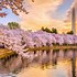 Image result for Real Cherry Blossom Tree