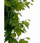 Image result for Branch with Leaves Silhouette Vector