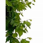 Image result for Fallen Leaves PNG