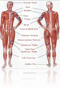 Image result for Human Body Diagram Outline Pain