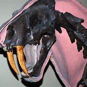 Image result for Smilodon