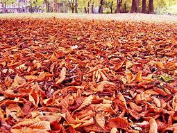 Image result for Fallen Leaves Sheet Music