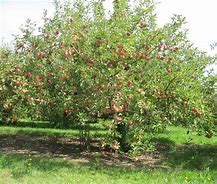 Image result for A Picture of an Apple Tree