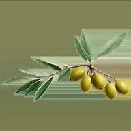 Image result for Olive Branch and Arrows