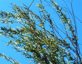 Image result for Black Willow Tree