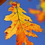 Image result for Fall Leaf Print