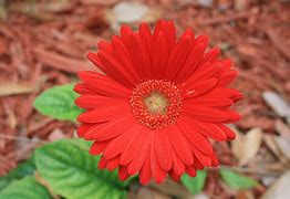 Image result for Ziavia Birth Month Flower