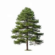 Image result for Pine Tree Leaves Vector