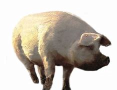 Image result for Pig Outline Template PNG