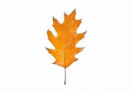 Image result for Oregon White Oak Tree Leaf