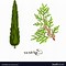 Image result for Cypress Tree Vector