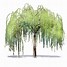 Image result for Black and White Graphic Art of Willow Tree Silhouette