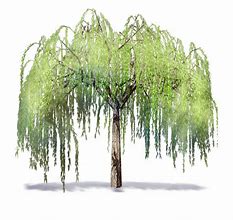 Image result for Willow Tree Clip Art