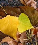 Image result for Birch Leaves Cut Out