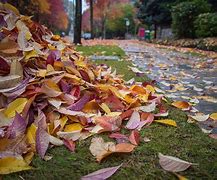 Image result for Pile of Leaves Catch On Fire