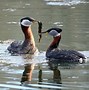 Image result for British Water Birds