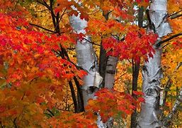 Image result for Late Fall Birch