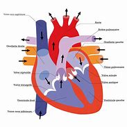 Image result for Schema Du Coeur